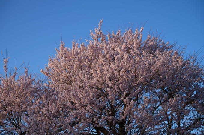 大豊神社_熊野若王子神社_桜苑_2024　No10