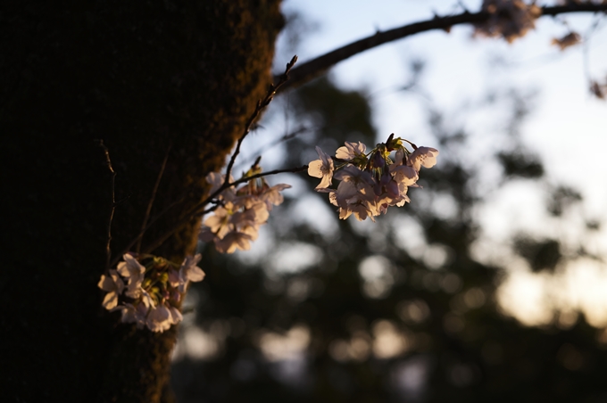 大豊神社_熊野若王子神社_桜苑_2024　No12