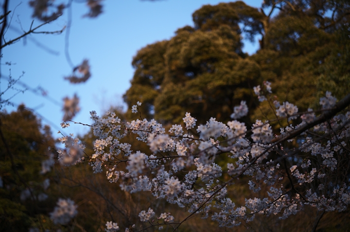 大豊神社_熊野若王子神社_桜苑_2024　No13