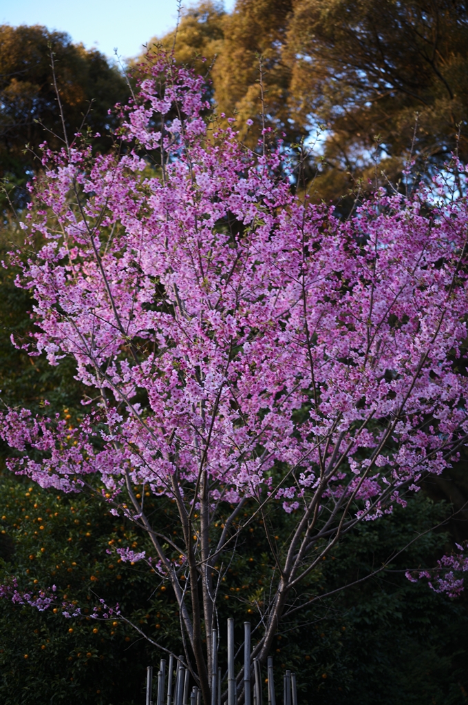 大豊神社_熊野若王子神社_桜苑_2024　No15