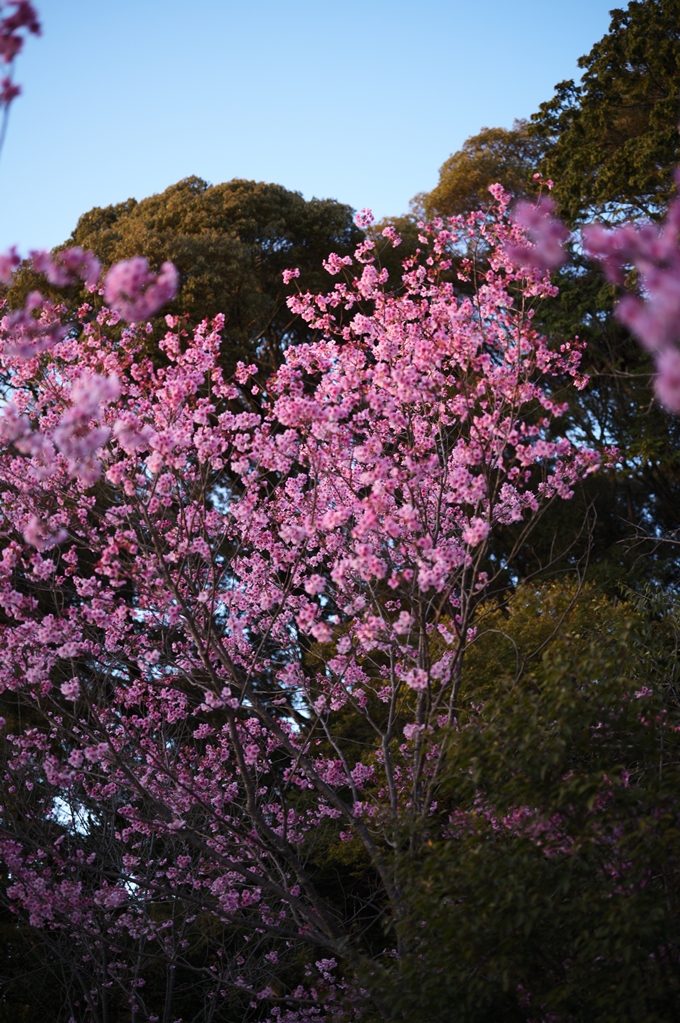 大豊神社_熊野若王子神社_桜苑_2024　No16