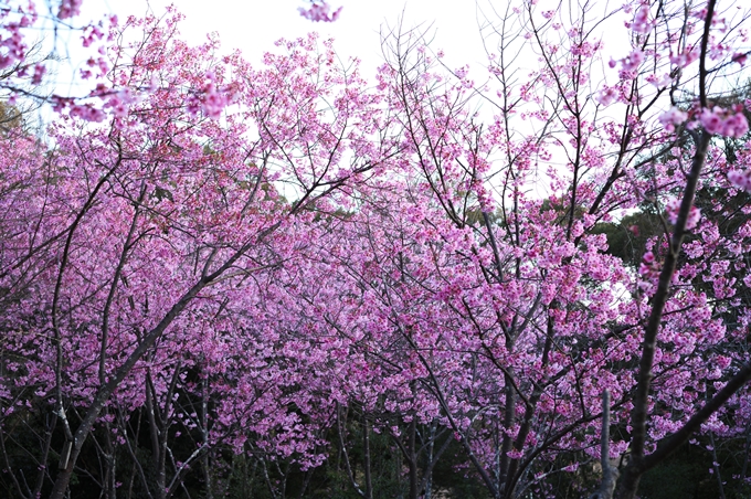 大豊神社_熊野若王子神社_桜苑_2024　No17