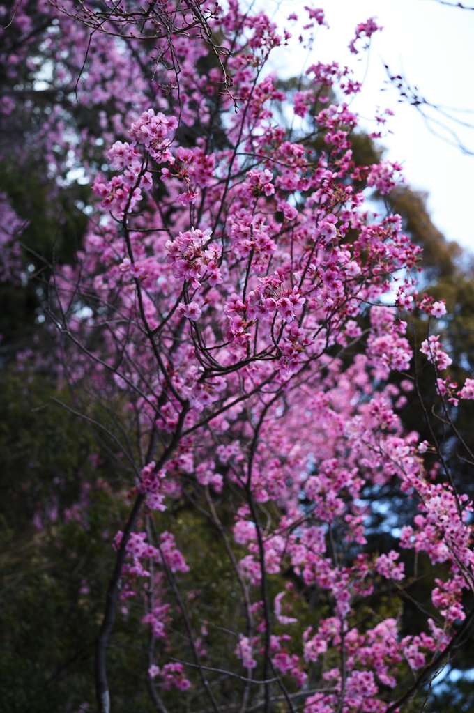 大豊神社_熊野若王子神社_桜苑_2024　No18