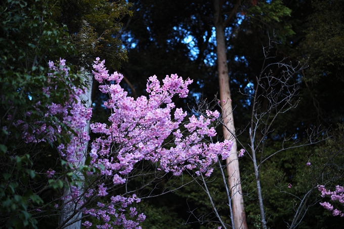 大豊神社_熊野若王子神社_桜苑_2024　No20