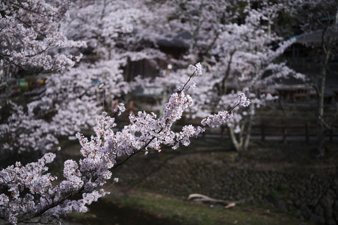 七谷川_桜_2024　No21