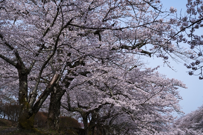 七谷川_桜_2024　No12