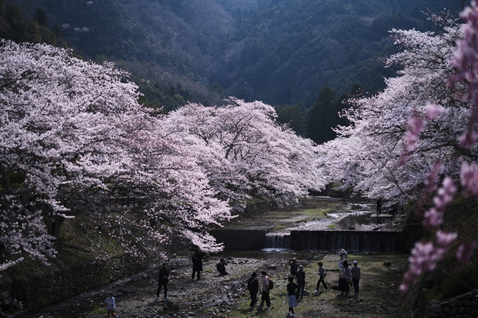 七谷川_桜_2024　No11