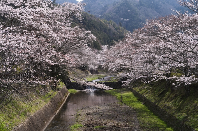 七谷川_桜_2024　No16