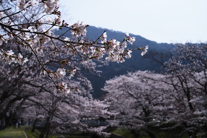 七谷川_桜_2024　No18