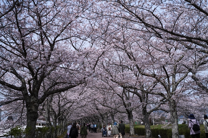 七谷川_桜_2024　No20