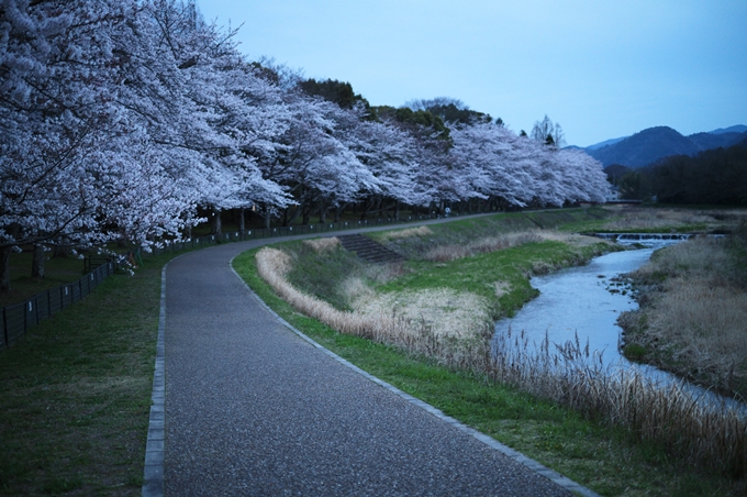 亀岡運動公園_桜ライトアップ_2024　No18