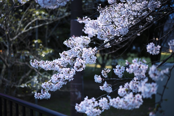 亀岡運動公園_桜ライトアップ_2024　No19