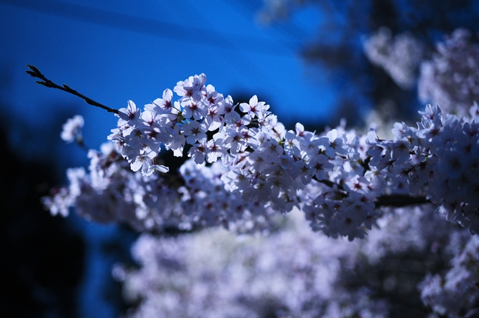 亀岡運動公園_桜ライトアップ_2024　No20