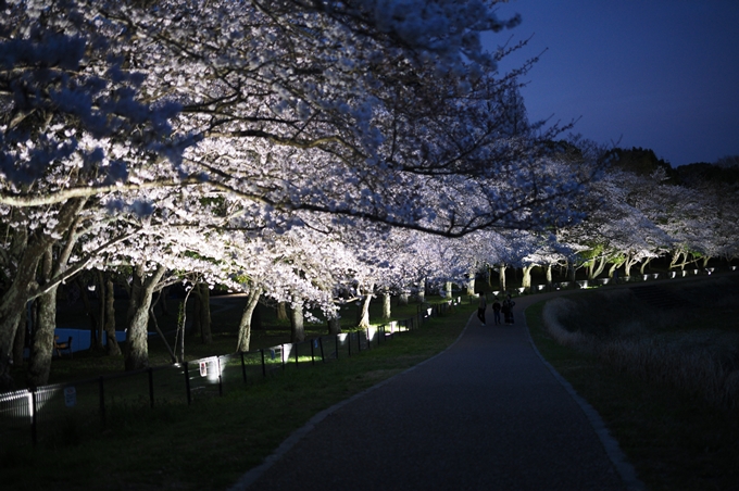 亀岡運動公園_桜ライトアップ_2024　No21