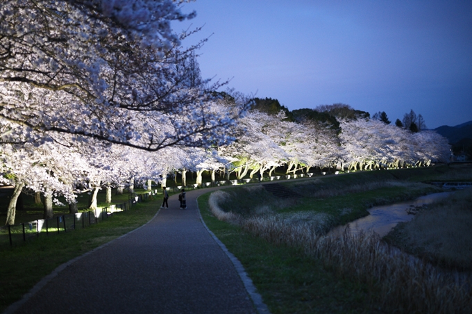 亀岡運動公園_桜ライトアップ_2024　No22