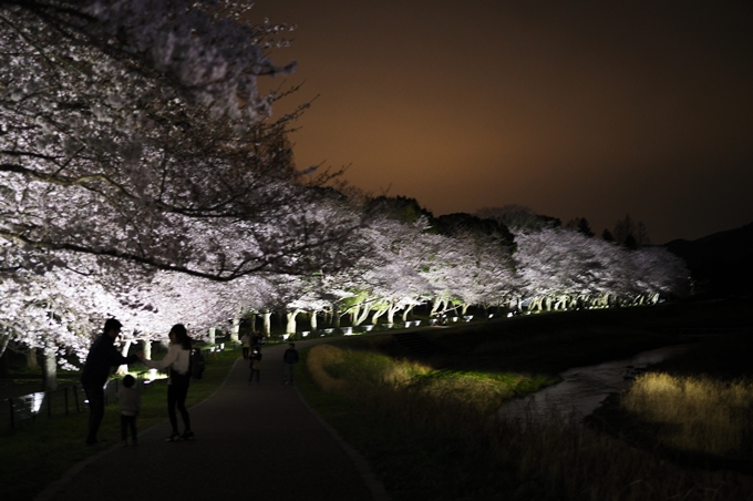 亀岡運動公園_桜ライトアップ_2024　No23