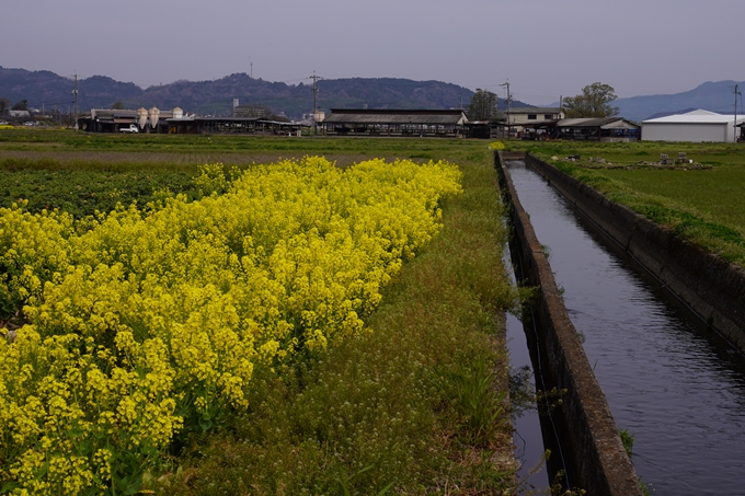 大井外地_桜2024　No3