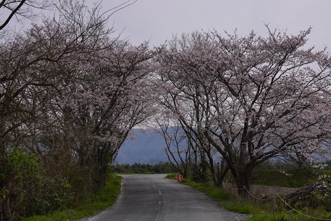 大井外地_桜2024　No4