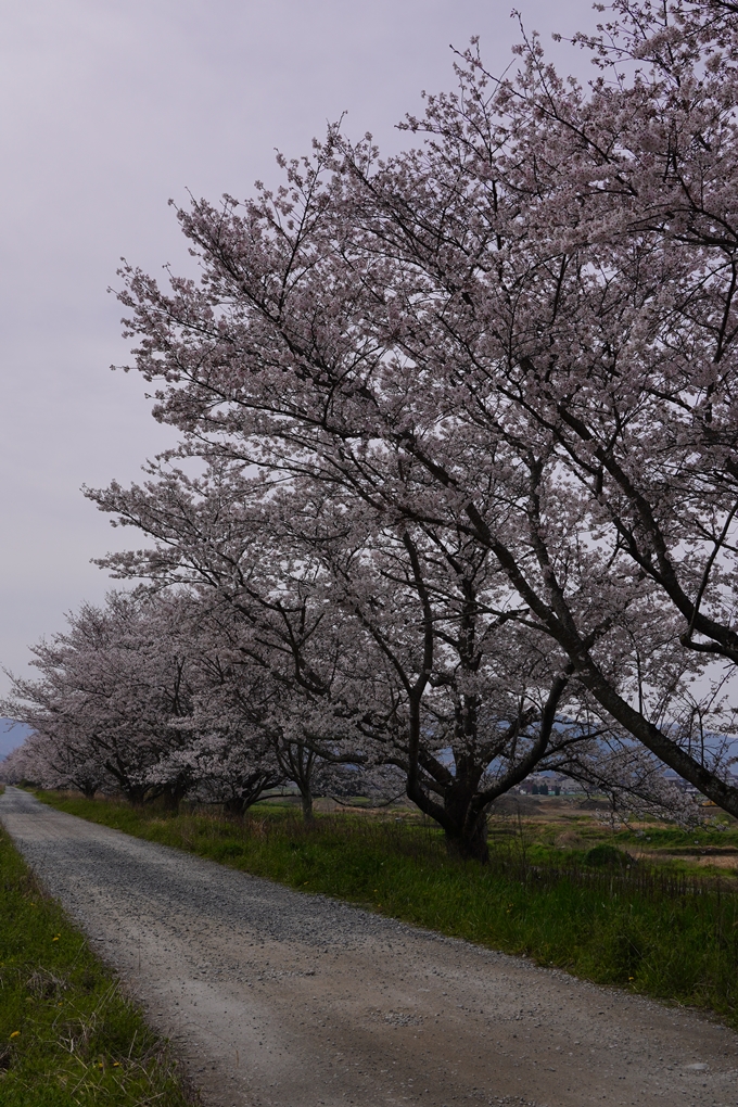 大井外地_桜2024　No5