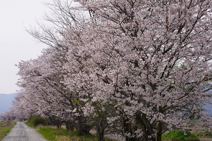 大井外地_桜2024　No6