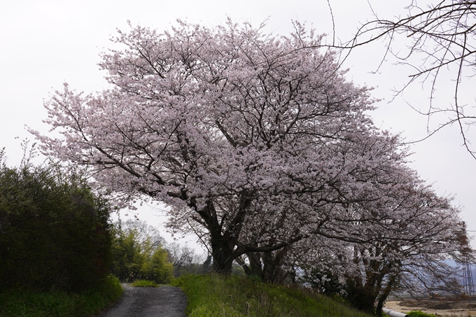 大井外地_桜2024　No7