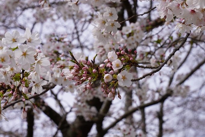 大井外地_桜2024　No8