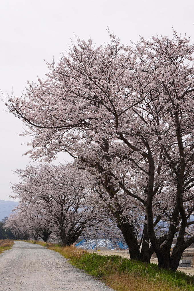 大井外地_桜2024　No9