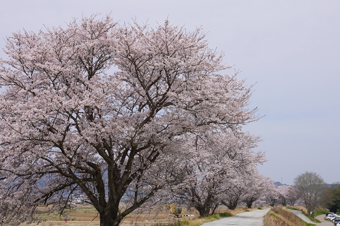 大井外地_桜2024　No11