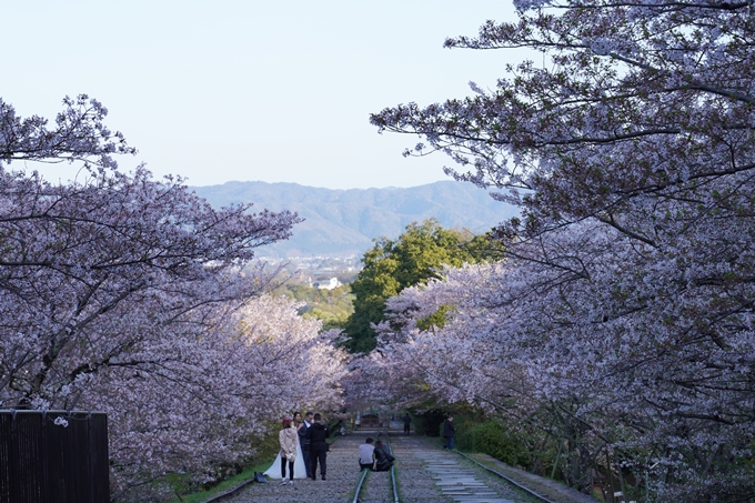 南禅寺界隈の桜_2024　No5