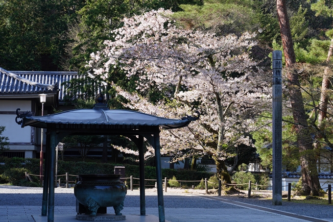 南禅寺界隈の桜_2024　No21