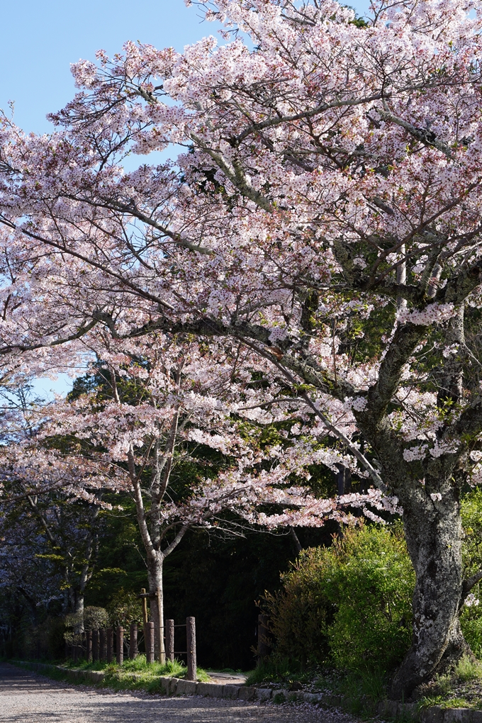 南禅寺界隈の桜_2024　No23