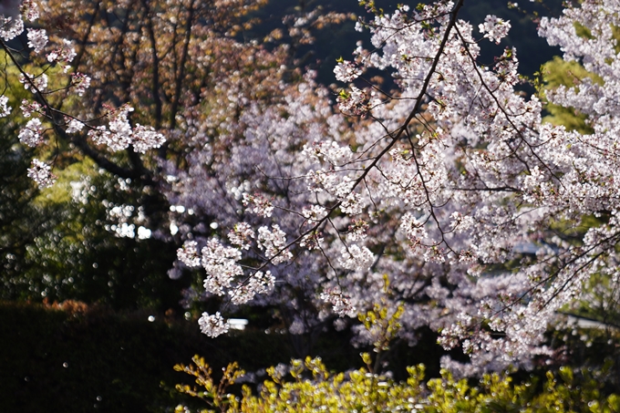 南禅寺界隈の桜_2024　No26