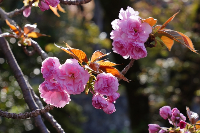 南禅寺界隈の桜_2024　No27