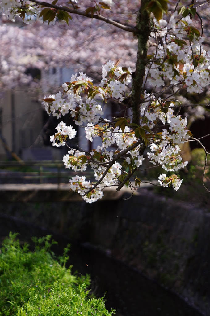 南禅寺界隈の桜_2024　No31