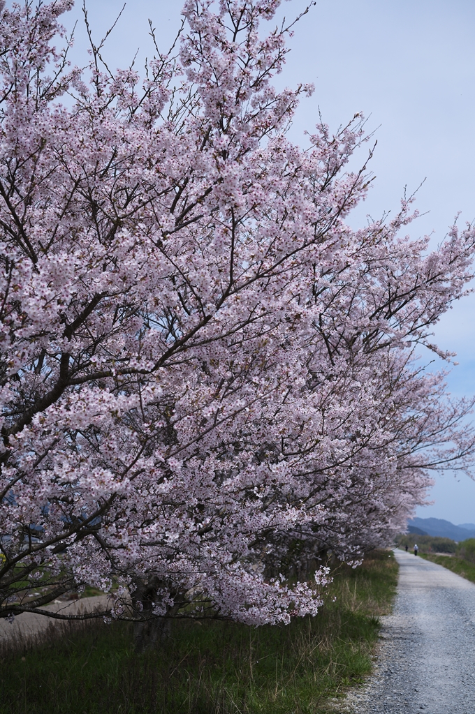 大井外地_桜2024　No12