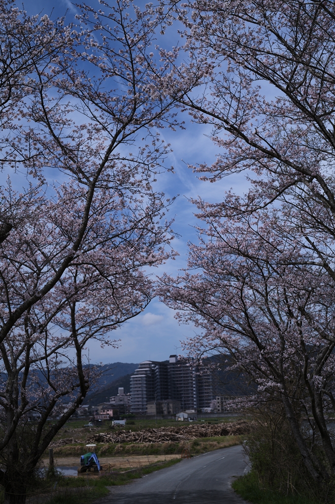 大井外地_桜2024　No13