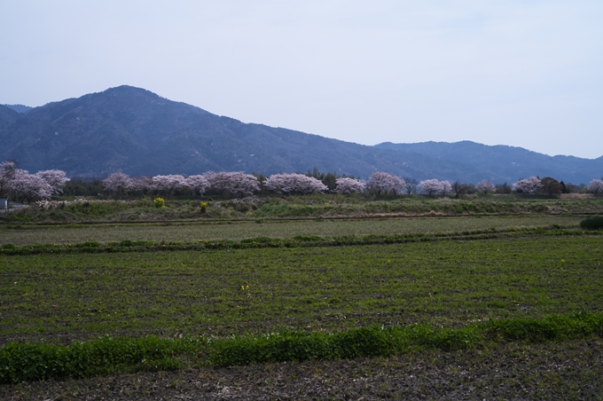 大井外地_桜2024　No14